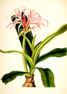 Hexandrian Plants Plate 30
