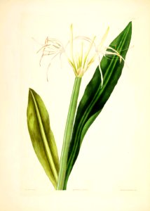 Hexandrian Plants Plate 28