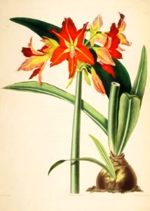 Hexandrian Plants Plate 26