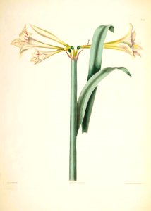 Hexandrian Plants Plate 27