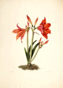 Hexandrian Plants Plate 24