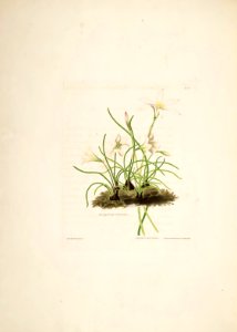 Hexandrian Plants Plate 25