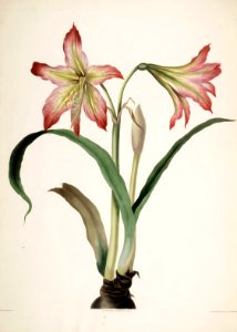 Hexandrian Plants Plate 23