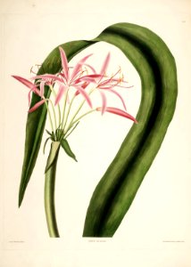 Hexandrian Plants Plate 22