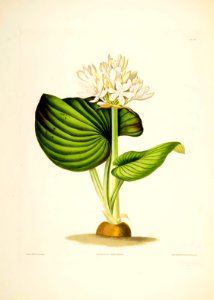 Hexandrian Plants Plate 20