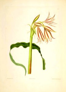 Hexandrian Plants Plate 18