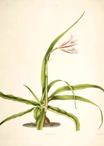 Hexandrian Plants Plate 21