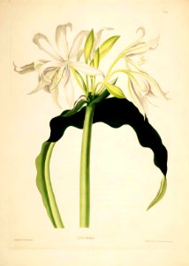 Hexandrian Plants Plate 17