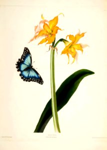 Hexandrian Plants Plate 16