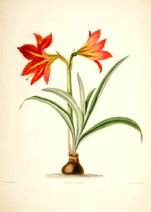 Hexandrian Plants Plate 15