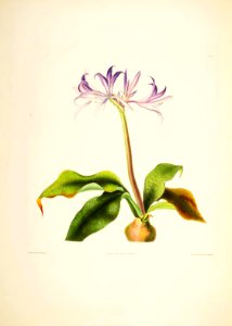 Hexandrian Plants Plate 14