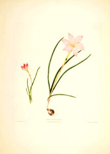 Hexandrian Plants Plate 13