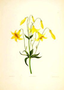 Hexandrian Plants Plate 12