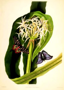 Hexandrian Plants Plate 11