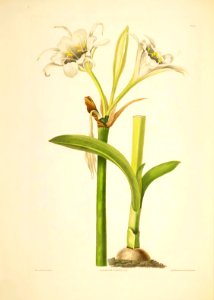 Hexandrian Plants Plate 10