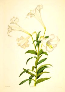 Hexandrian Plants Plate 08