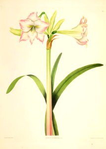 Hexandrian Plants Plate 07