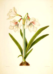 Hexandrian Plants Plate 05