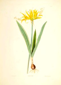Hexandrian Plants Plate 03