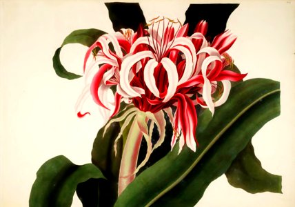 Hexandrian Plants Plate 04