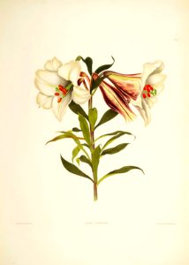Hexandrian Plants Plate 02