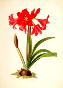 Hexandrian Plants Plate 01