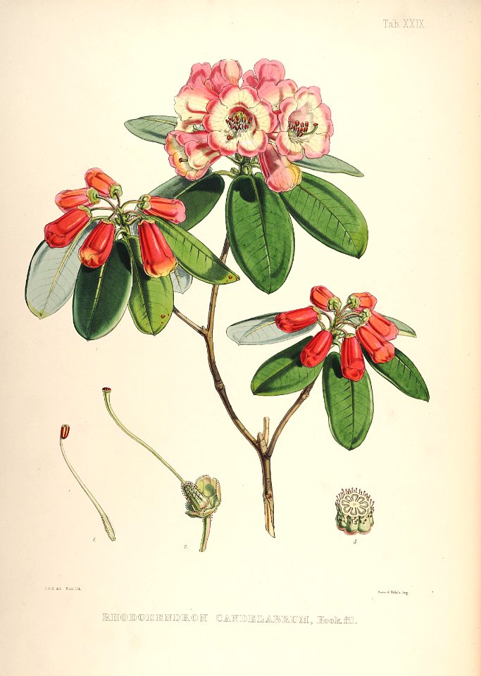 30 Himalayan Rhododendrons