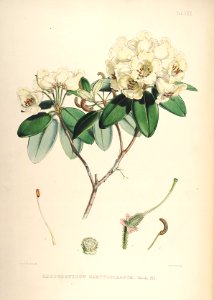 31 Himalayan Rhododendrons
