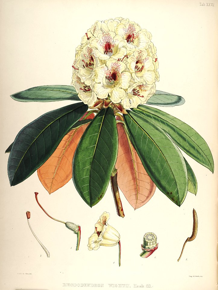 28 Himalayan Rhododendrons