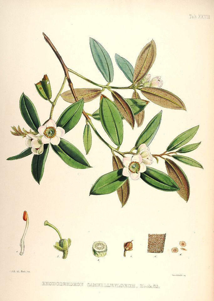29 Himalayan Rhododendrons