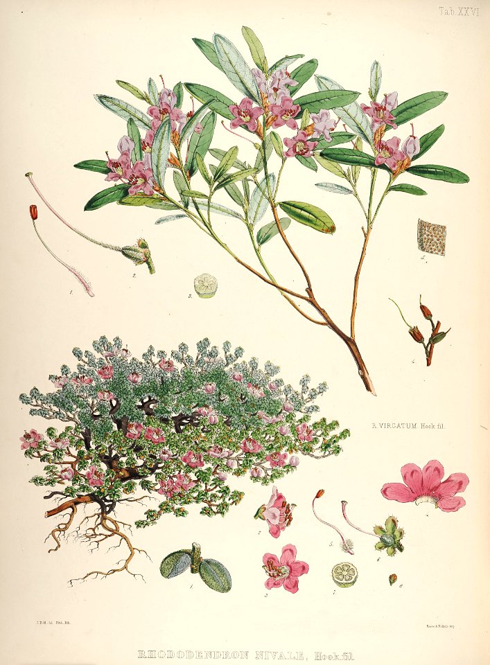 27 Himalayan Rhododendrons