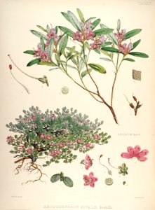 27 Himalayan Rhododendrons