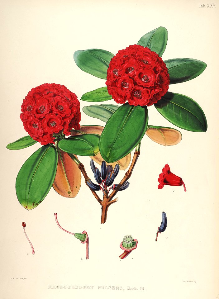 26 Himalayan Rhododendrons