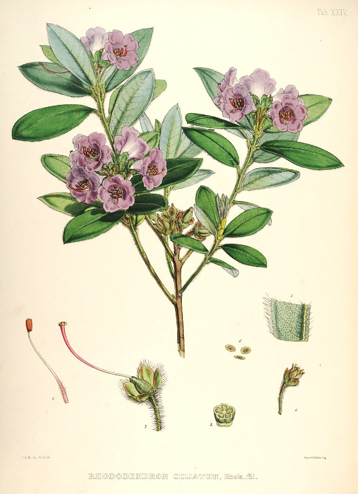 25 Himalayan Rhododendrons