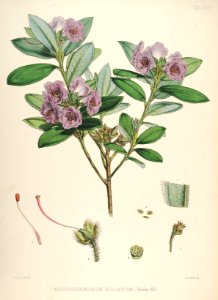 25 Himalayan Rhododendrons