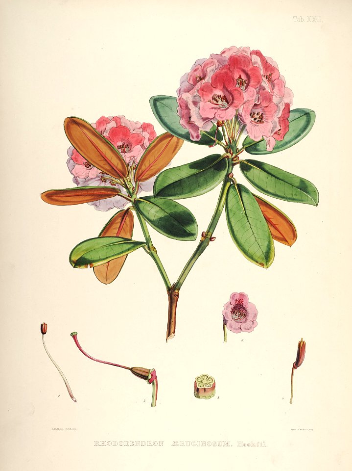 23 Himalayan Rhododendrons