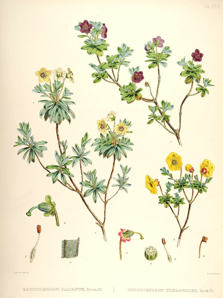 24 Himalayan Rhododendrons