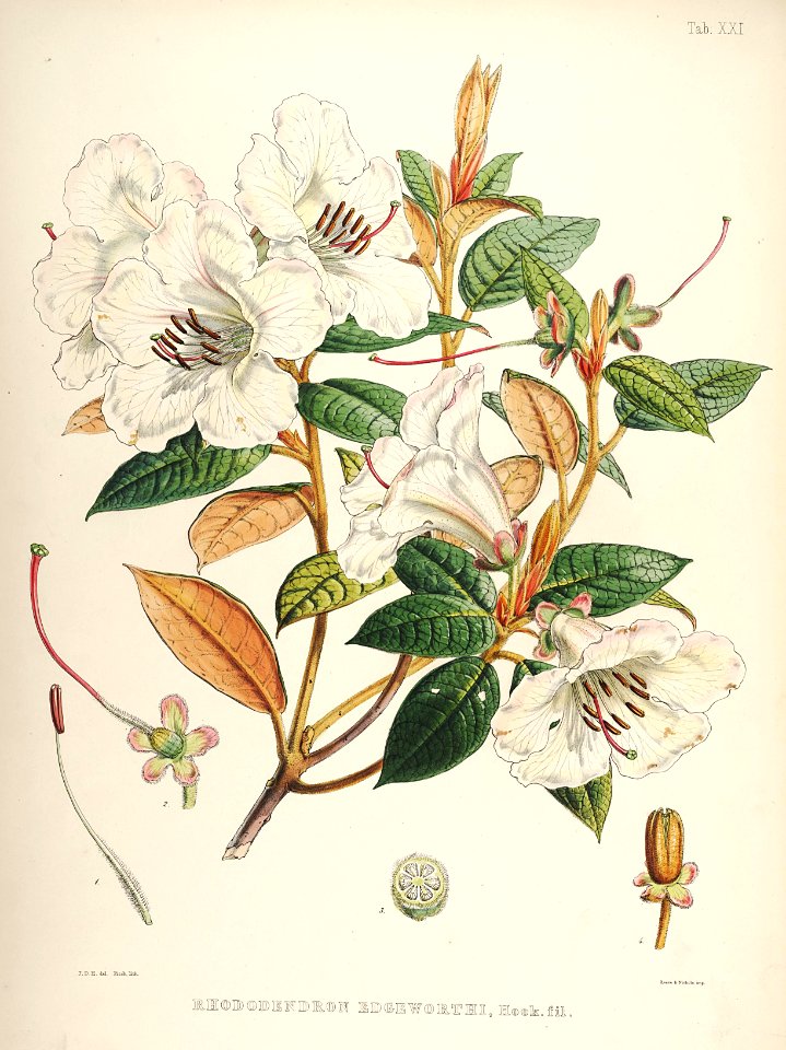 22 Himalayan Rhododendrons