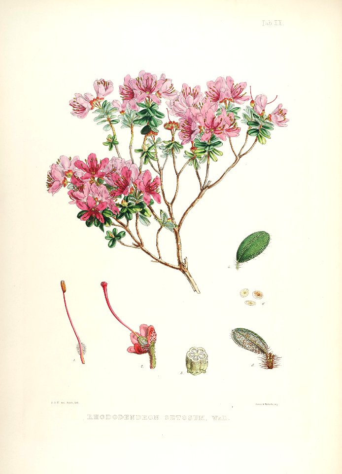 21 Himalayan Rhododendrons