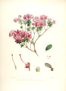 21 Himalayan Rhododendrons