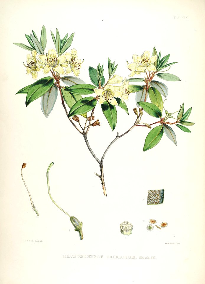 20 Himalayan Rhododendrons