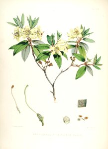 20 Himalayan Rhododendrons