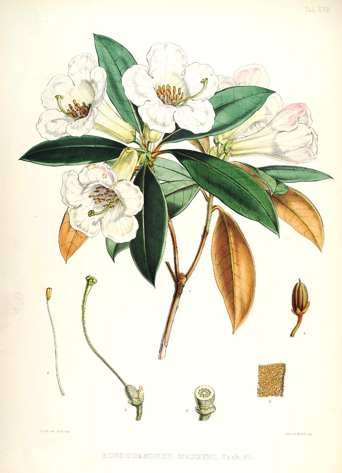 19 Himalayan Rhododendrons