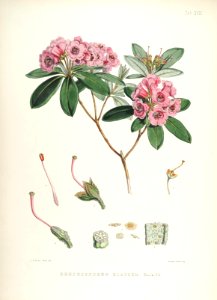 18 Himalayan Rhododendrons