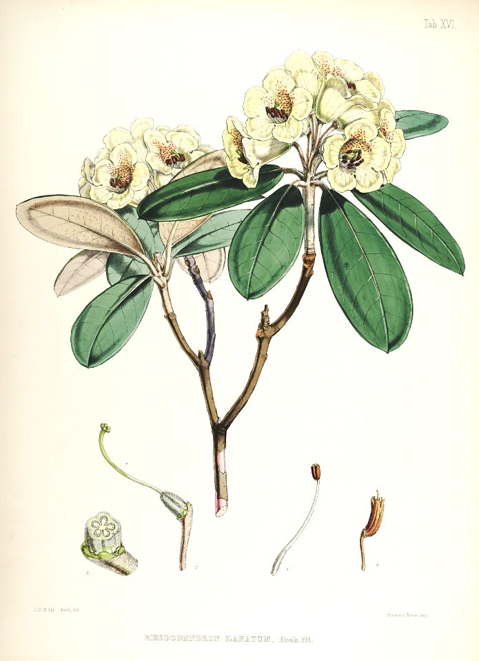 17 Himalayan Rhododendrons