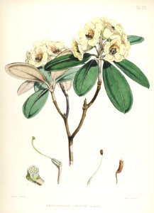 17 Himalayan Rhododendrons