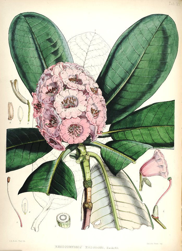 16 Himalayan Rhododendrons