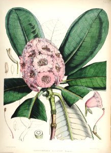 16 Himalayan Rhododendrons