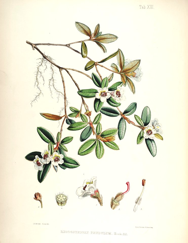 14 Himalayan Rhododendrons