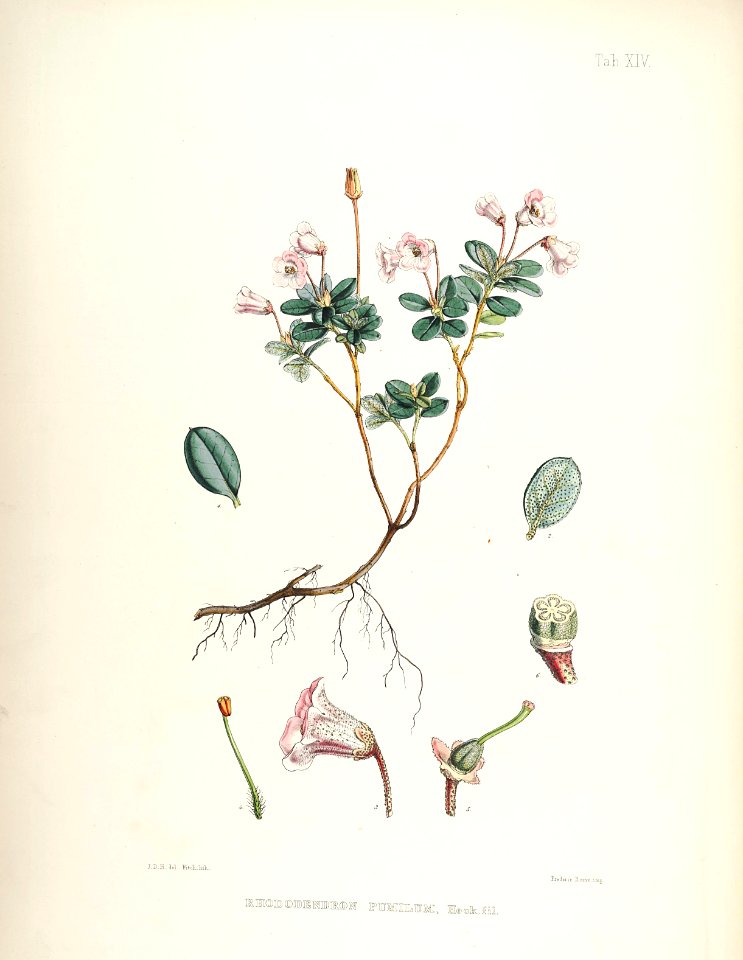 15 Himalayan Rhododendrons